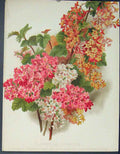 Original Old Antique Print Flower Currants Ribes Sanguineum Album Hybridum
