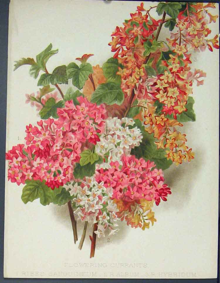 Original Old Antique Print Flower Currants Ribes Sanguineum Album Hybridum