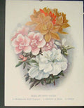 Original Old Antique Print Flower Indian Hardy Azaleas Planchon Brazil Sinense