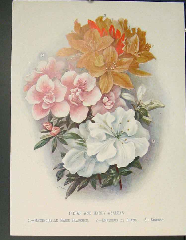 Original Old Antique Print Flower Indian Hardy Azaleas Planchon Brazil Sinense