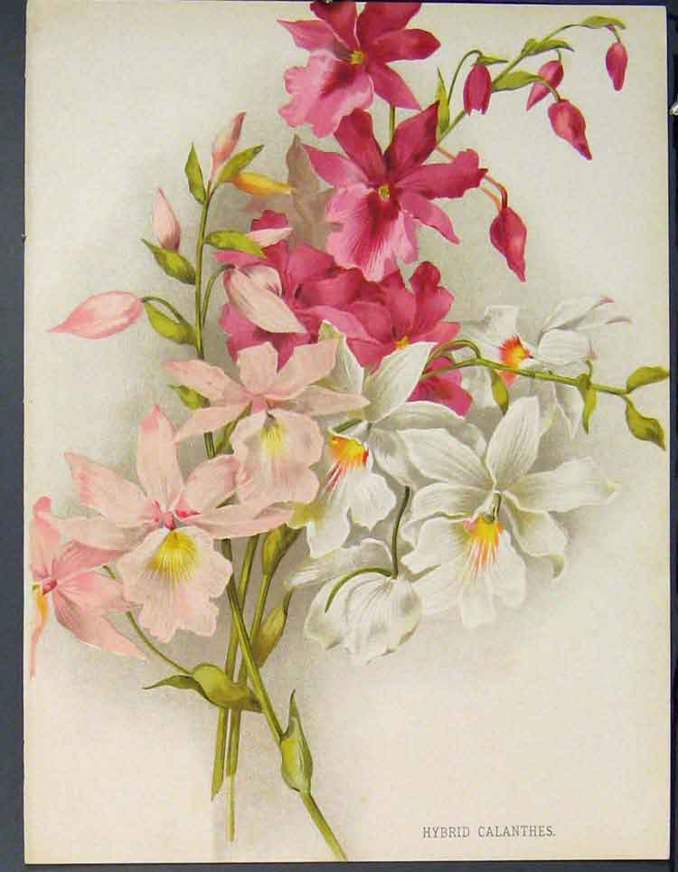 Original Old Antique Print Flower Hybrid Calanthes Colour C1884 Art Victorian