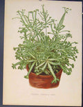 Original Old Antique Print Pteris Cretica Mayi Flower Colour Fine Art C1884 19th