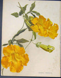 Original Old Antique Print Bignonia Tewwdiana Flower Colour Fine Art C1884 19th