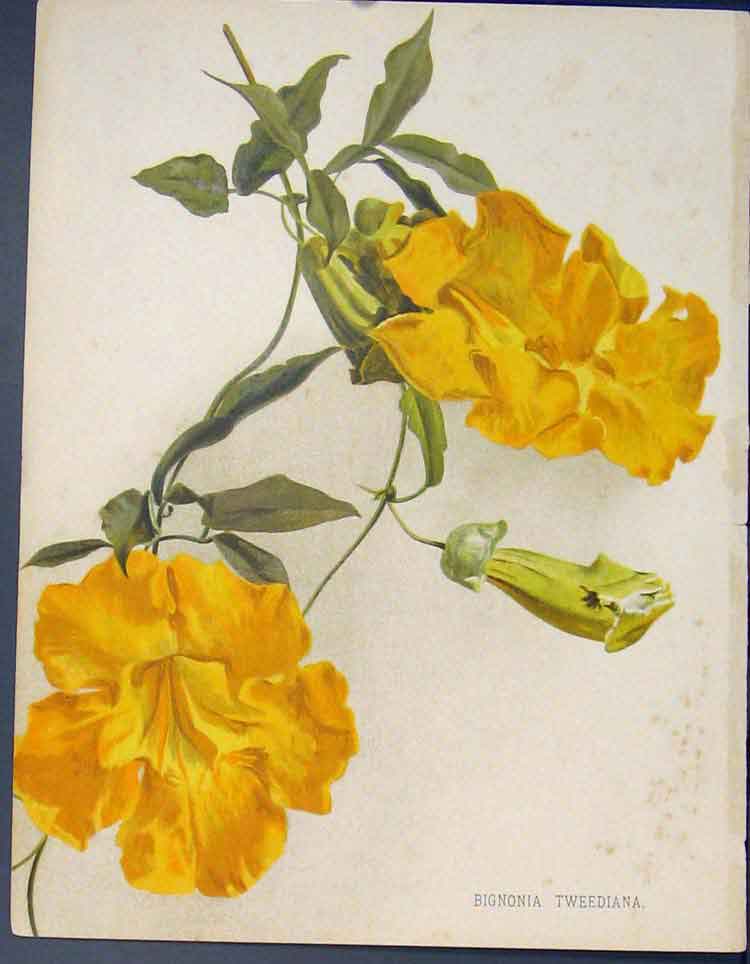 Original Old Antique Print Bignonia Tewwdiana Flower Colour Fine Art C1884 19th
