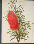 Original Old Antique Print Callistemon Rigidus Flower Colour C1884 Victorian