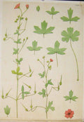 Original Old Antique Print Flower Plant Stem Colour Fine Art C1868 Victorian