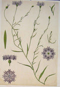 Original Old Antique Print Flower Plant Stem Flowers Plants Colour C1868 19th