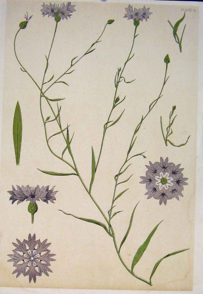 Original Old Antique Print Flower Plant Stem Flowers Plants Colour C1868 19th