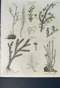Original Old Antique Print Corallines Flower Plant Sea Ocean C1800 19th Century