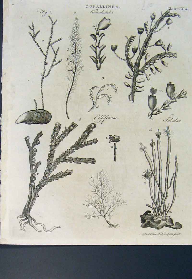 Original Old Antique Print Corallines Flower Plant Sea Ocean C1800 19th Century