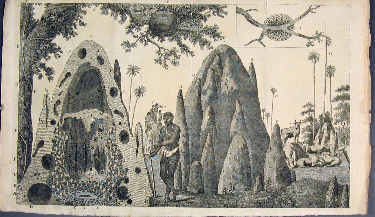 Original Old Antique Print Afircan Hunter Explorer Cave Rock C1800 19th Century