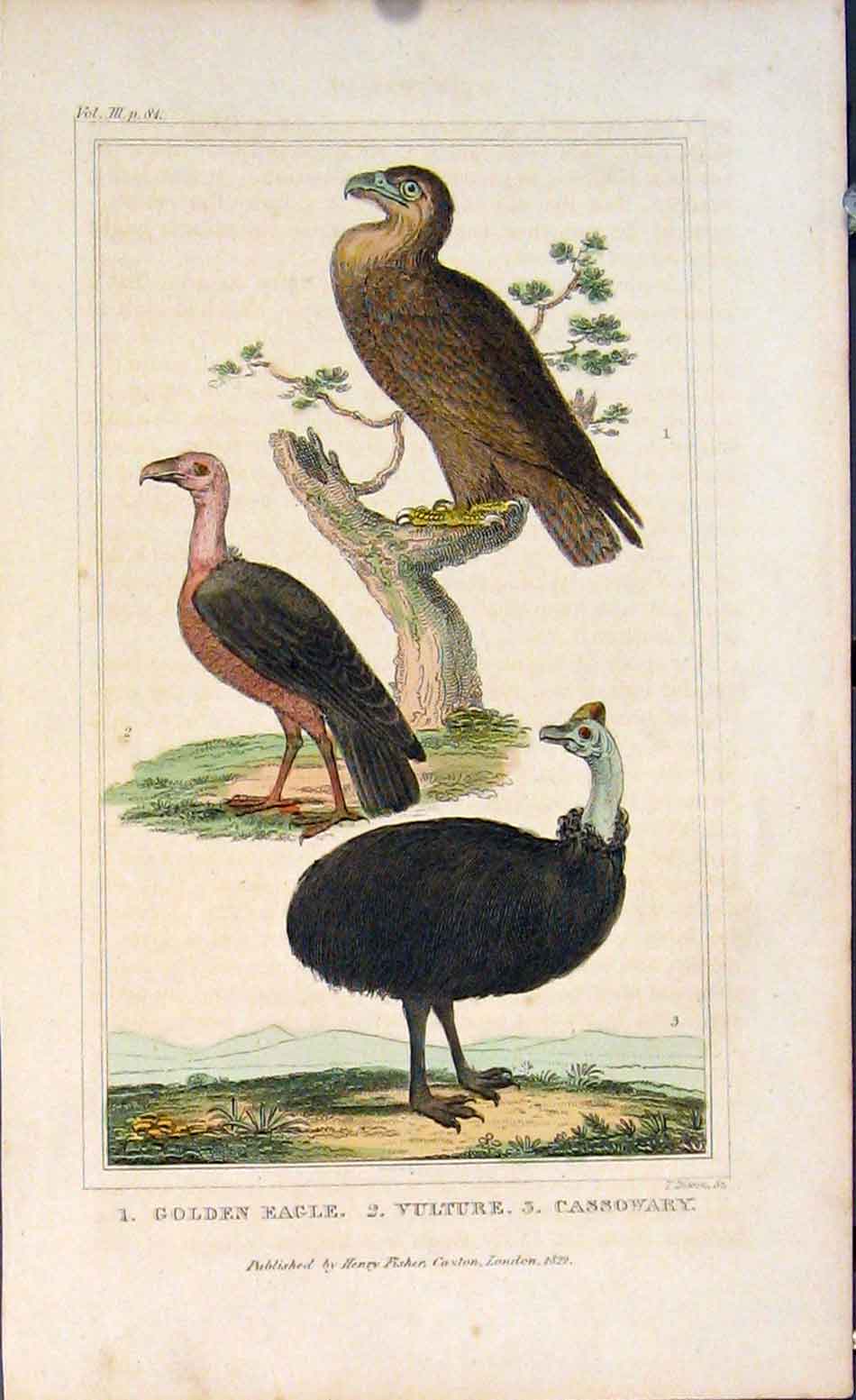 Original Old Antique Print Gen Eagle Vulture Cassowary Colour C1822 19th Century