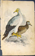 Original Old Antique Print Neophron Bird Birds Colour Fine Art