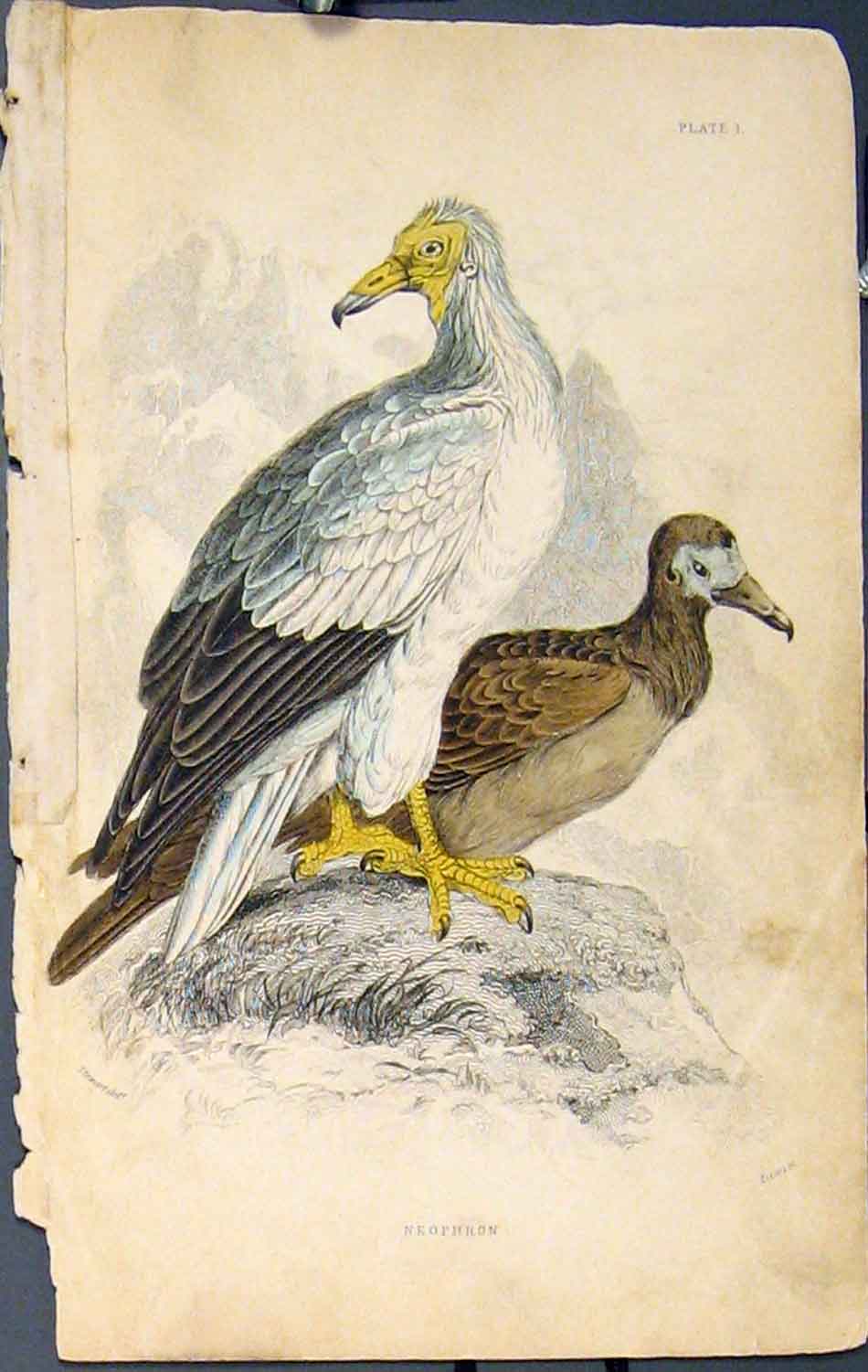 Original Old Antique Print Neophron Bird Birds Colour Fine Art