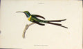 Original Old Antique Print Trochlus Ernicurus Colour Fine Art C1850 Victorian