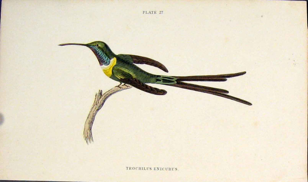 Original Old Antique Print Trochlus Ernicurus Colour Fine Art C1850 Victorian