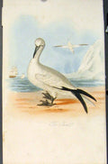 Original Old Antique Print Gannet Bird Birds Colour Fine Art C1854 Victorian