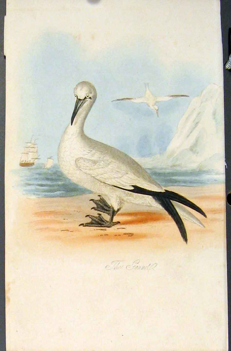 Original Old Antique Print Gannet Bird Birds Colour Fine Art C1854 Victorian