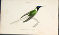 Original Old Antique Print Trochilus Cornutus Female Colour