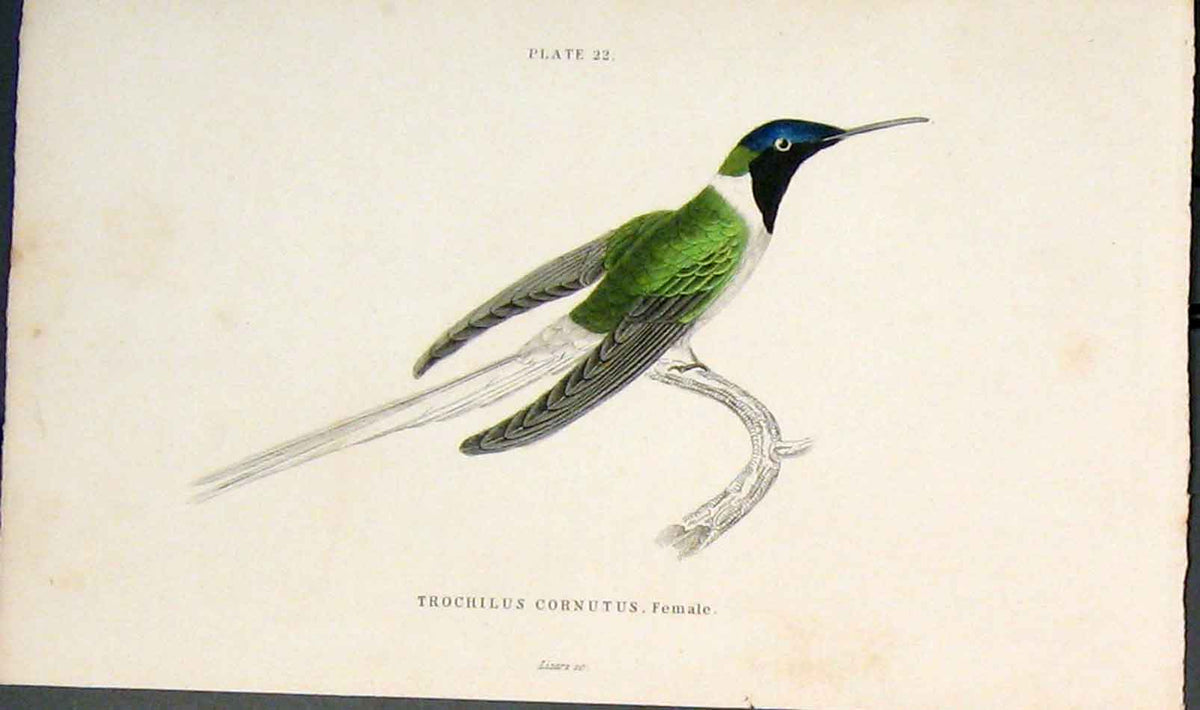 Original Old Antique Print Trochilus Cornutus Female Colour