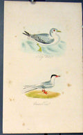 Original Old Antique Print Kitty Water Common Tern Bird Birds Colour C1854 19th