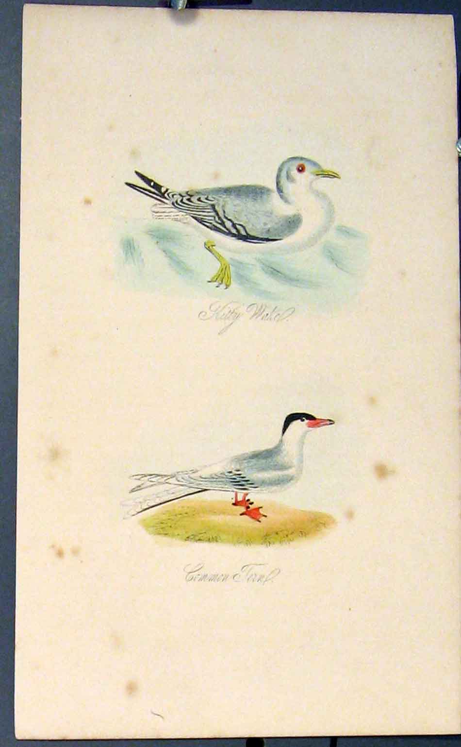 Original Old Antique Print Kitty Water Common Tern Bird Birds Colour C1854 19th