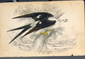 Original Old Antique Print Swallow Tailed Nauclerus Colour Art