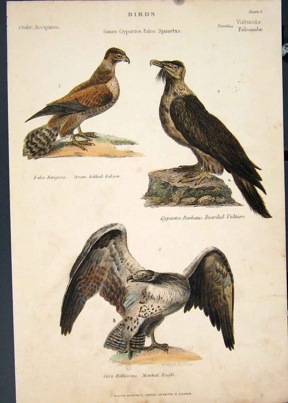 Original Old Antique Print Falcon Vulture Eagle Hand Colour C1860 19th
