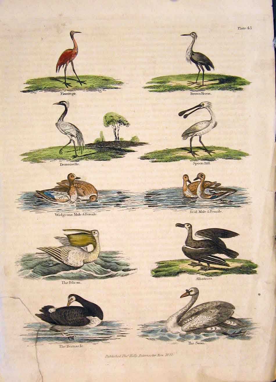 Old Antique Print Falmingo Heron Spoon Bill Bird Birds Colour Swan C1827 19th