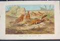 Original Old Antique Print Desert Finch Lark Bird Birds Colour Fine Art