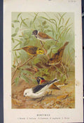 Original Old Antique Print Buntings Reed Lapland Snow Bird Birds
