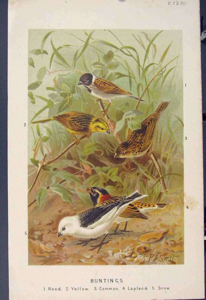 Original Old Antique Print Buntings Reed Lapland Snow Bird Birds