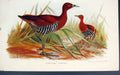 Original Old Antique Print Euryzona Canningi Bird Birds Colour C1880 Victorian