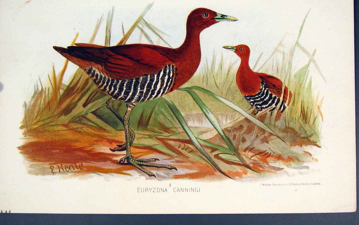 Original Old Antique Print Euryzona Canningi Bird Birds Colour C1880 Victorian