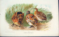 Original Old Antique Print Turnix Dussumieri Colour Bird Birds C1880 Victorian