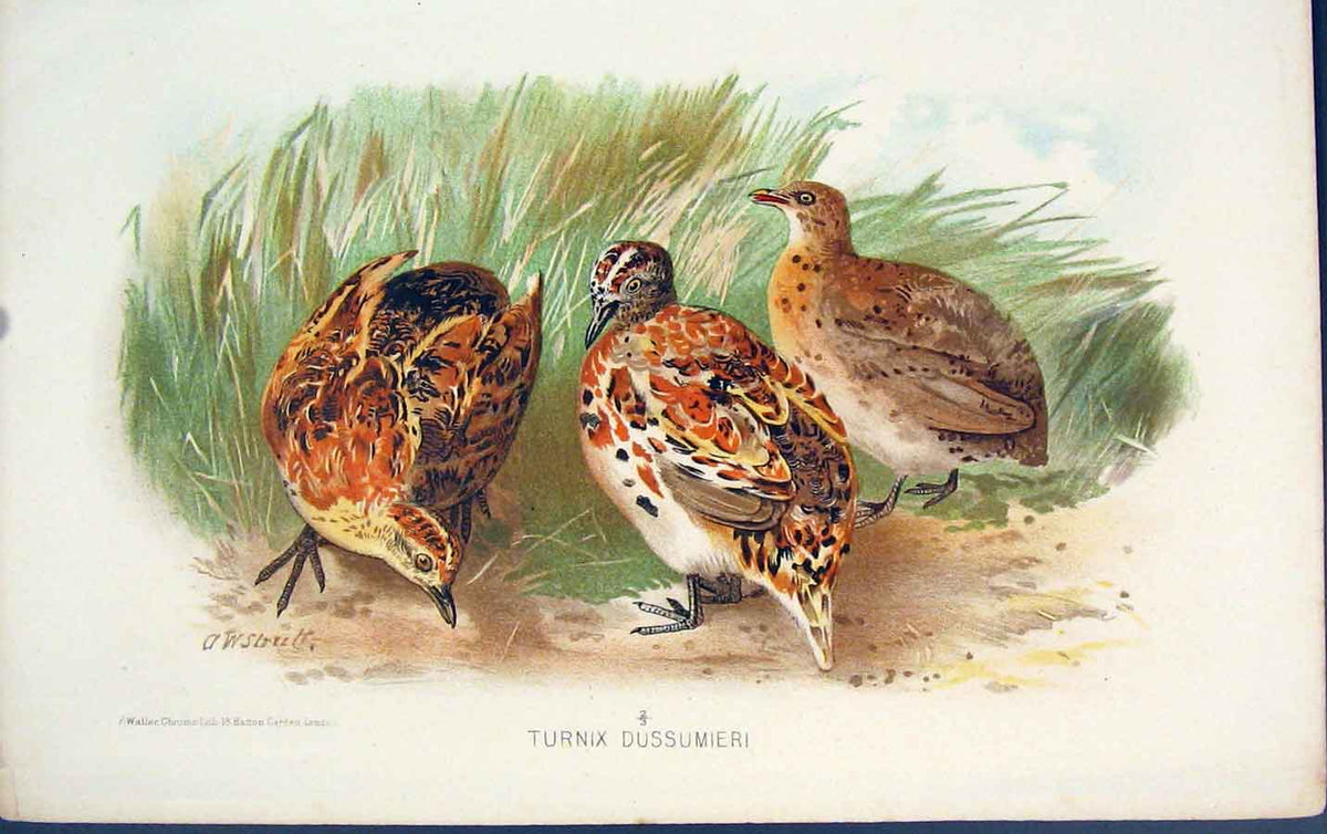 Original Old Antique Print Turnix Dussumieri Colour Bird Birds C1880 Victorian