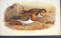 Original Old Antique Print Pterocles Alchata Bird Birds Colour C1880 Victorian