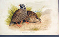 Original Old Antique Print Malacrotyx Superciliaris Bird Birds Colour C1880 19th