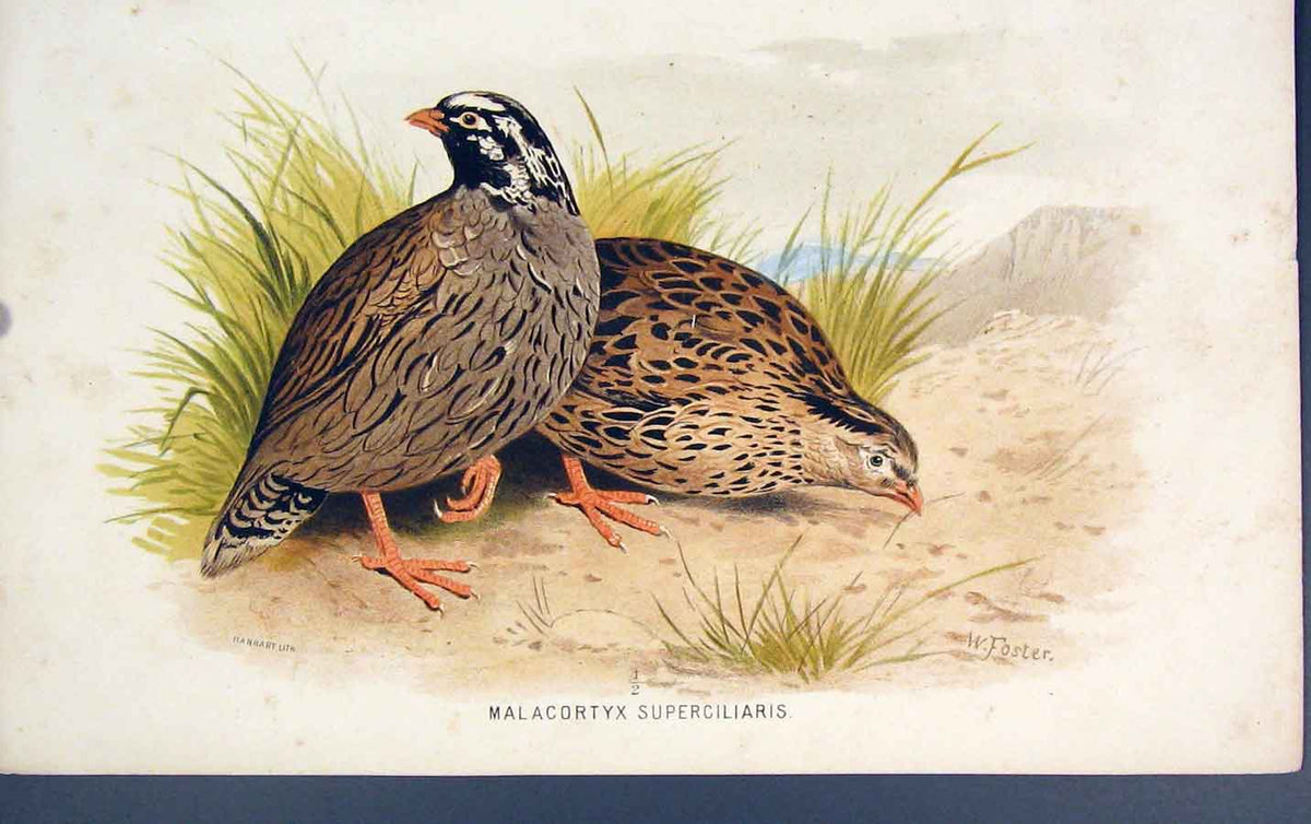 Original Old Antique Print Malacrotyx Superciliaris Bird Birds Colour C1880 19th