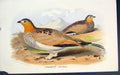 Original Old Antique Print Syrrhaptes Tibetanus Colour Bird C1880 19th