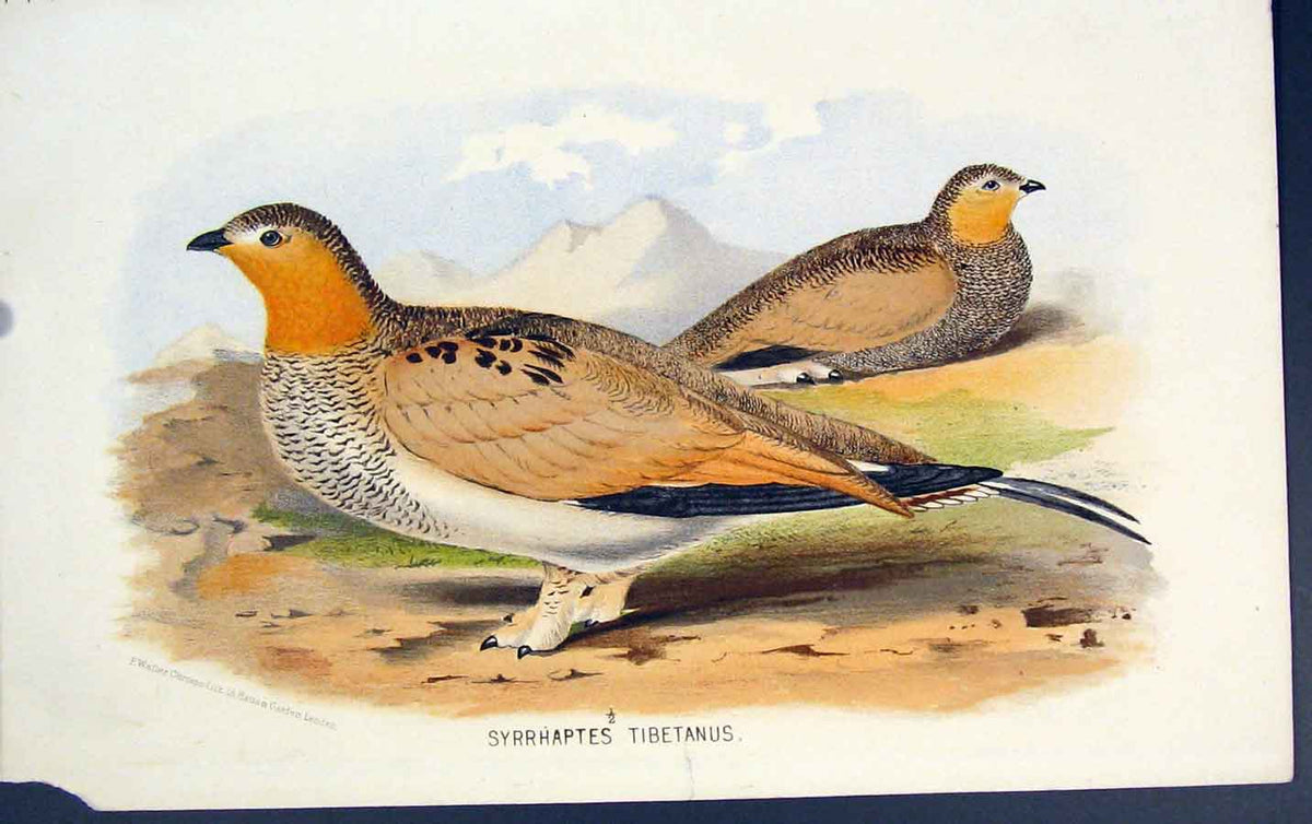Original Old Antique Print Syrrhaptes Tibetanus Colour Bird C1880 19th
