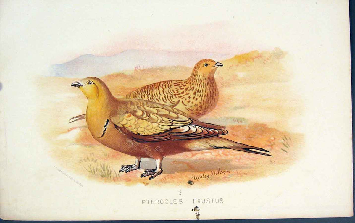 Original Old Antique Print Pterocles Exustus Colour Bird Birds C1880 Victorian