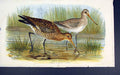 Original Old Antique Print Limosa Aegocepala Summer Winter Bird Colour