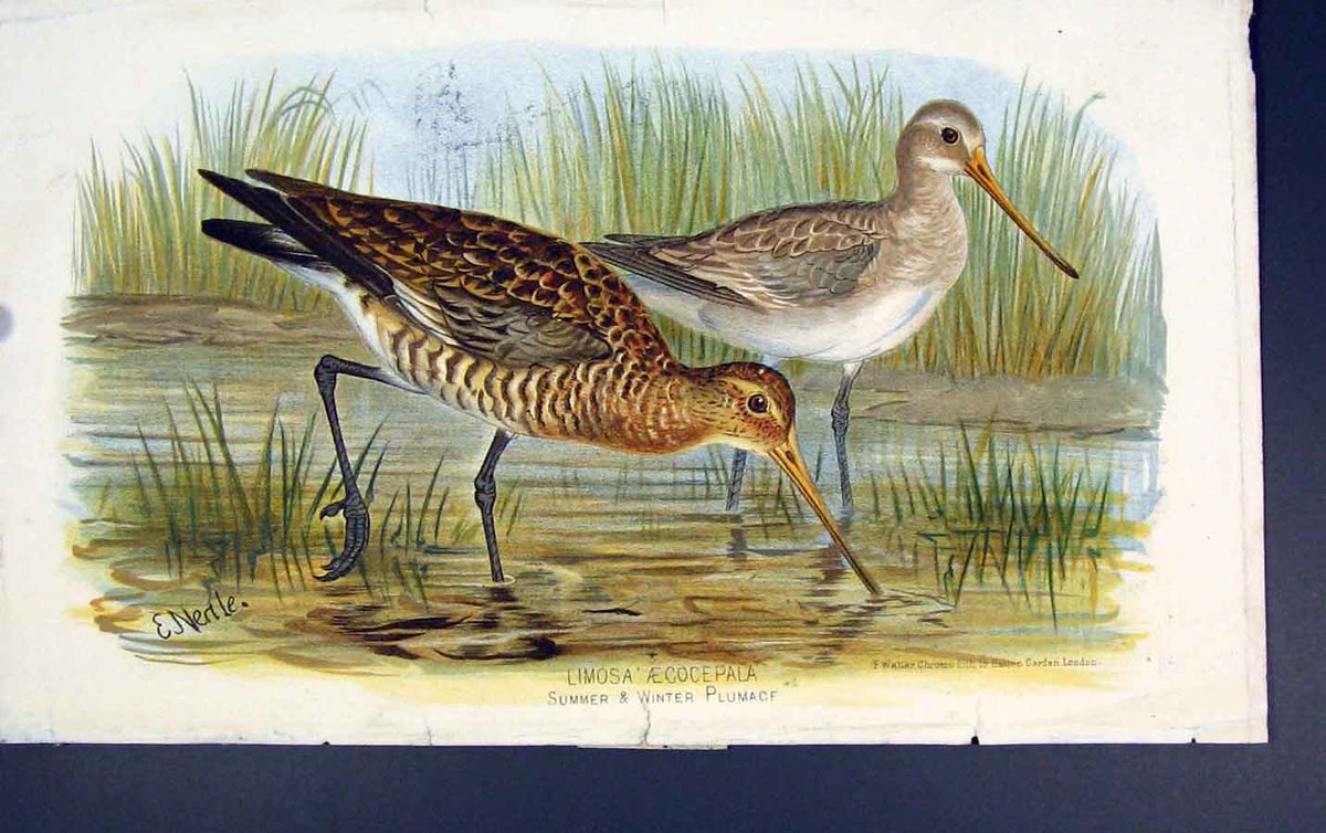 Original Old Antique Print Limosa Aegocepala Summer Winter Bird Colour