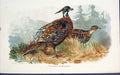 Original Old Antique Print Pucrasia Nipalensis Bird Birds Colour Art C1880 19th