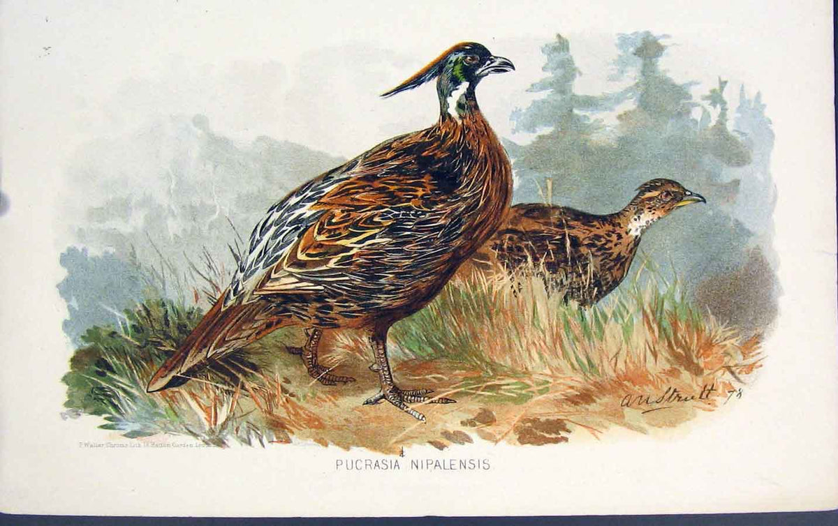 Original Old Antique Print Pucrasia Nipalensis Bird Birds Colour Art C1880 19th