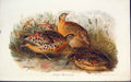 Original Old Antique Print Turnix Maculosus Hand Colour Art C1880 19th