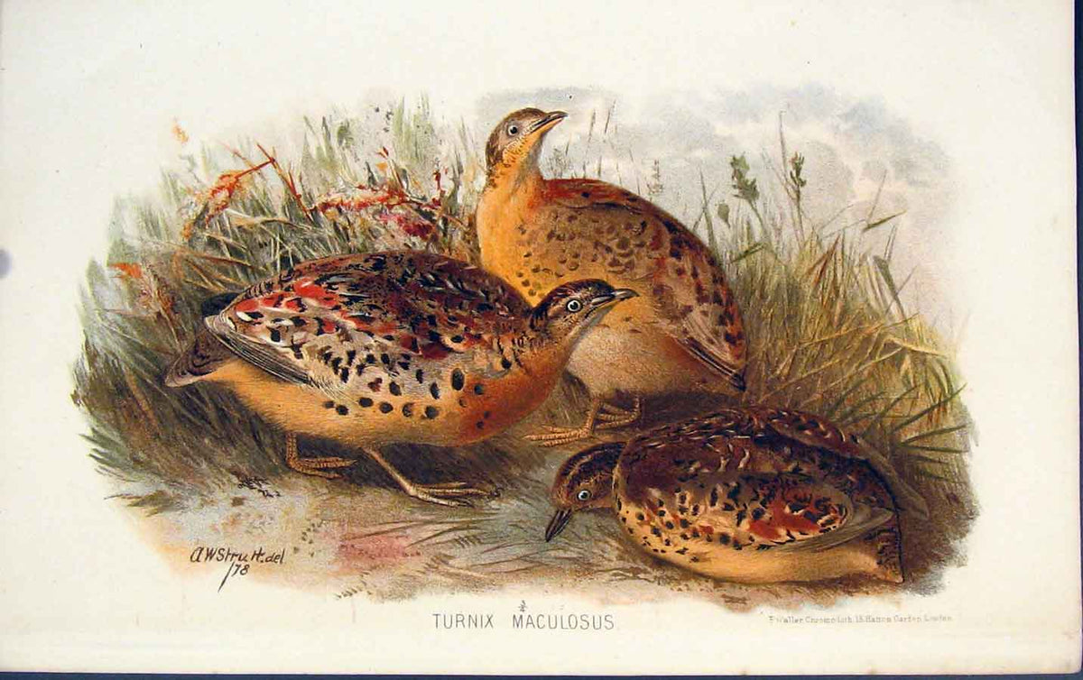 Original Old Antique Print Turnix Maculosus Hand Colour Art C1880 19th