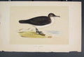 Original Old Antique Print Dusky Petrel Dukc Bird Birds Colour Fine Art