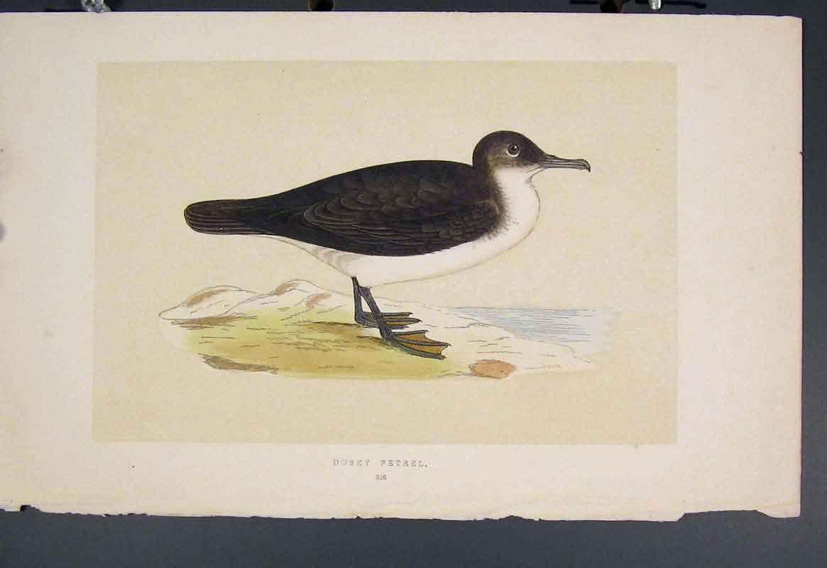Original Old Antique Print Dusky Petrel Dukc Bird Birds Colour Fine Art